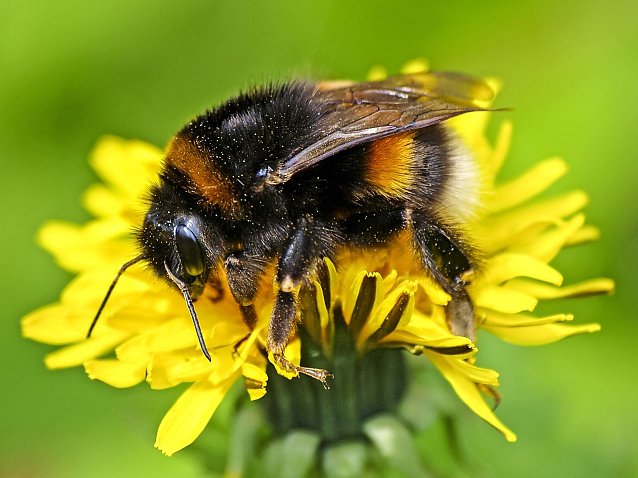 Bild: Das ist eine Erdhummel