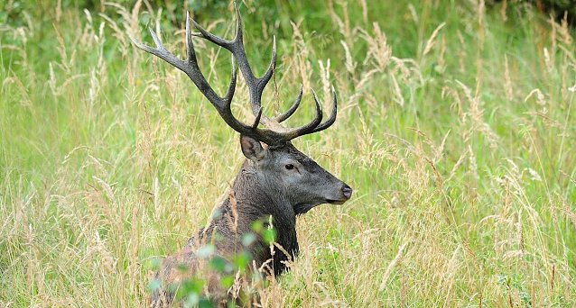 Bild: Der Rothirsch ist unzweifelhaft der K&ouml;nig des Waldes � zum einen wegen der beeindruckenden Gr&ouml;&szlig;e des Tieres, aber auch wegen des imposanten Geweihs