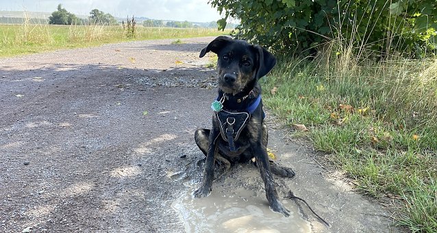 Bild: Hunde werden an der See teuer