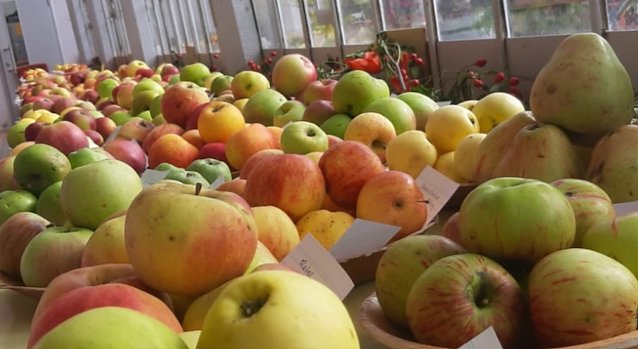 Bild: Au&szlig;ergew&ouml;hnliche Obstsorten werden in der Orangerie in Bendeleben gezeigt
