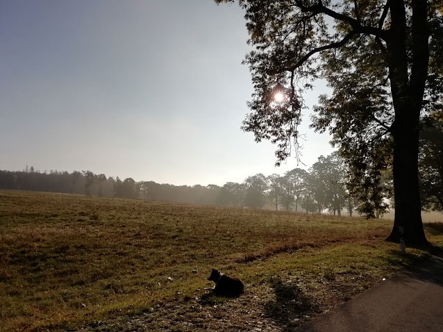 Bild: Einen malerischen Herbstmorgen hat Herr J&ouml;rgens heute in Sophienhof festgehalten
