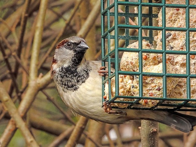 Bild: Der Haussperling zeigt sich auch im Winter