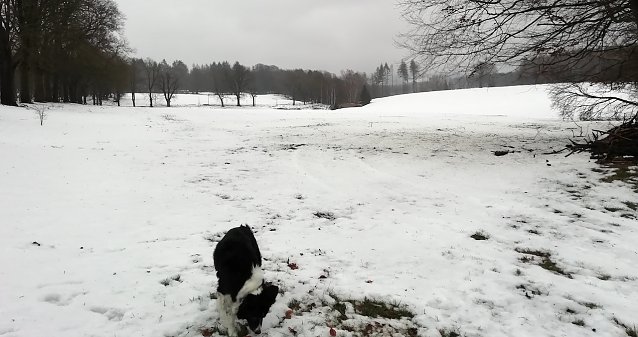 Bild: Plus 4 Grad, starker Wind und Schneeschmelze meldet der Harz