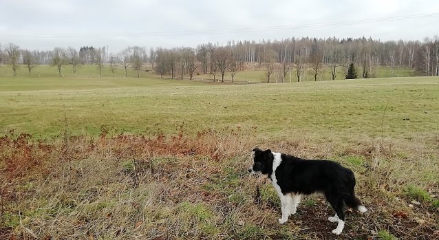 Bild: Unser Harzer Wetterhund vermeldet heute 4 Grad plus bei leichter Bew&ouml;lkung und Windstille 