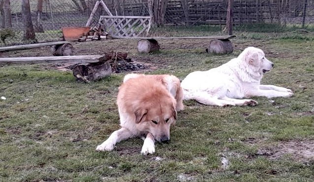 Bild: Die wei&szlig;e H&uuml;ndin (rechts im Bild) h&ouml;rt auf den Namen Leika und wird im Mai zwei Jahre alt. 