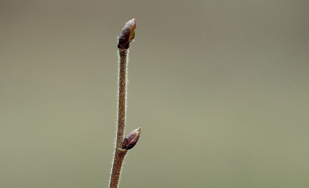 Bild: Baumknospen