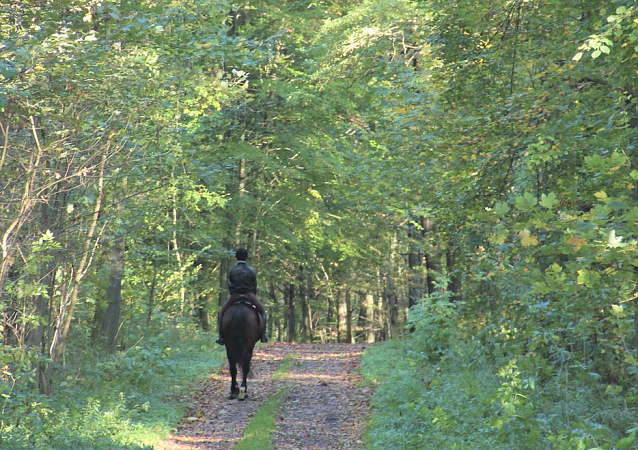 Bild: Einsamer Reiter im Wald � ein freilaufender, pl&ouml;tzlich auftauchender Hund kann beim Pferd zum Schreckreflex f&uuml;hren mit ggf. gef&auml;hrlichen Folgen f&uuml;r Ross und Reiter