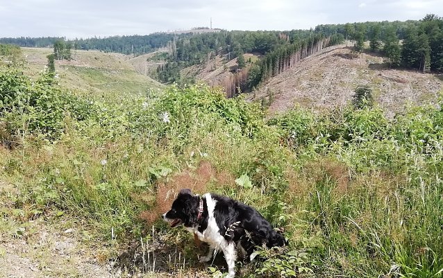Bild: Sophienhof mit Blick auf den Aussichtsturm in SA. Bei fast optimalen Wanderwetter. Sonne, leichtem Wind und um die 20 Grad. 