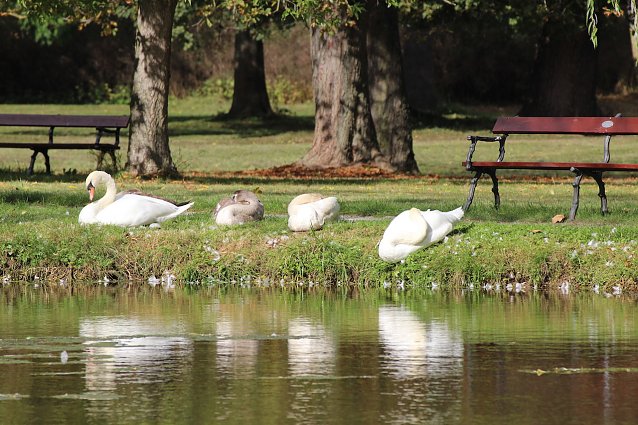 Bild: Im Sondersh&auml;user Schlosspark