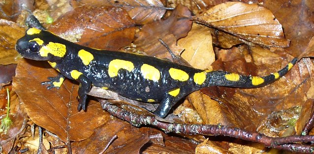 Bild: Der Feuersalamander f&uuml;hlt sich in den feuchten Laubmischw&auml;ldern des Th&uuml;ringer Mittelgebirges wohl. Der fortschreitende Klimawandel wird sein heutiges Verbreitungsgebiet einschr&auml;nken