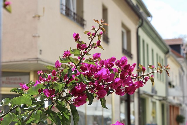 Bild: Sommer in Bad Frankenhausen