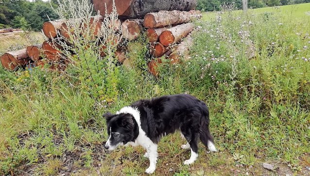 Bild: Bei 13 Grad, k&uuml;hlem Wind und regnerischem Wetter in Sophienhof fragt sich auch unser Wetterhund, was der Herbst im Juli zu suchen hat. 