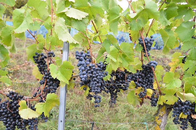 Bild: Weinberg im Silberthal