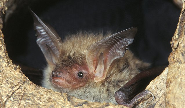 Bild: Fledermaus 