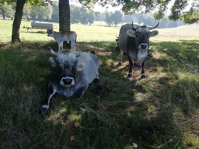 Bild: Bei 16 Grad und leichtem Wind genie&szlig;en die K&uuml;he den Sommer auf der Sophienhofer Weide