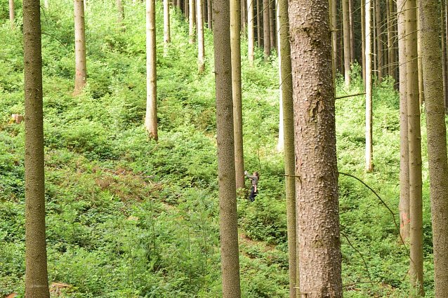 Bild: Jede Fichte muss angelaufen, gepr&uuml;ft und ggf. als K&auml;ferbaum markiert werden: In Hanglagen mit reicher Naturverj&uuml;ngung am Boden eine schwei&szlig;treibende Arbeit f&uuml;r Waldbesitzende und Forstleute