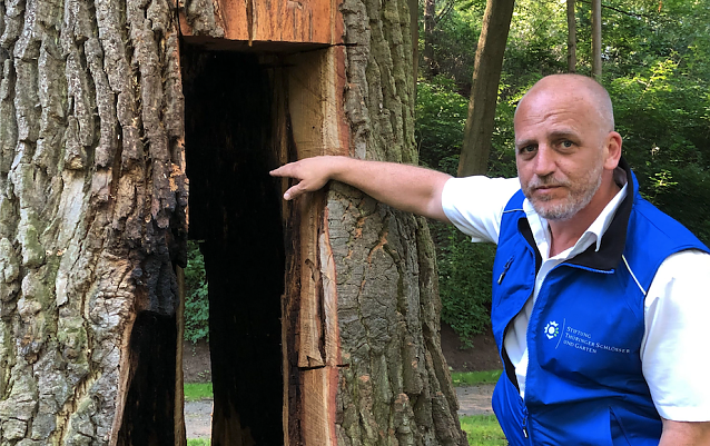 Bild: Schloss- und Parkverwalter Manuel Mucha von der Stiftung Th&uuml;ringer Schl&ouml;sser und G&auml;rten zeigt den bei L&ouml;scharbeiten freiges&auml;gten Baum