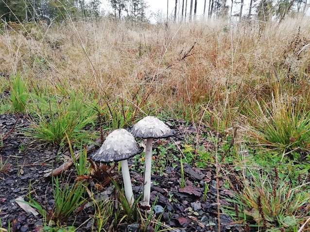 Bild: In Sophienhof hat der Herbst Einzug gehalten