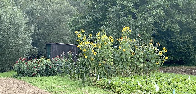 Bild: Erleben wir heute und morgen die letzten beiden Sp&auml;tsommertage?