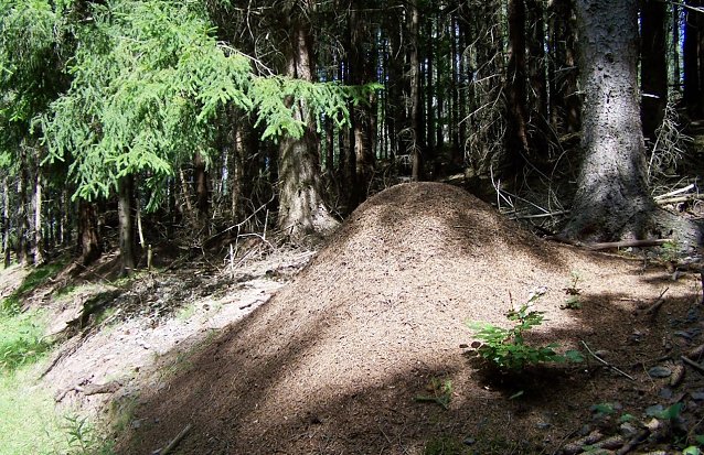 Bild:  Die mit dem Sonnenlauf wandernde Beschattung von Ameisennestern ist f&uuml;r die Krabbler lebenswichtig. Auf Borkenk&auml;ferschadfl&auml;chen fehlt den Ameisen die Fichte: Als Hitzeschutz und Nahrungsgrundlage