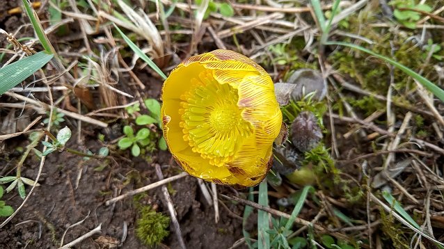 Bild: Das Fr&uuml;hlings-Adonisr&ouml;schen zeigt seine ersten Bl&uuml;ten.