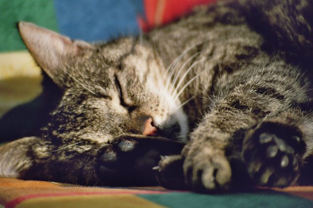Bild: Ist meine Katze Gefahren ausgesetzt oder iost sie eine Gefahr?