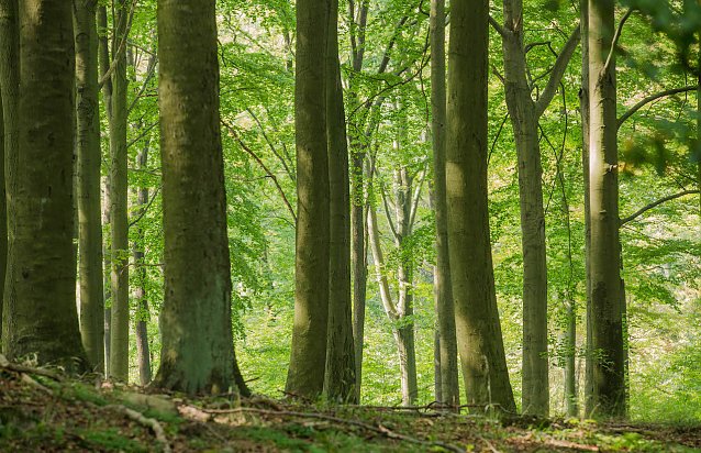 Bild: Raubbau am Wald verhindern