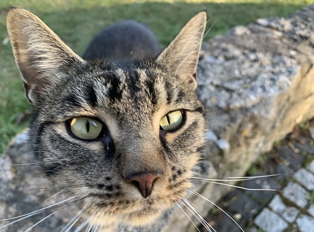 Bild: Katzenschutzverordnung im Kyffh&auml;userkreis tritt in Kraft