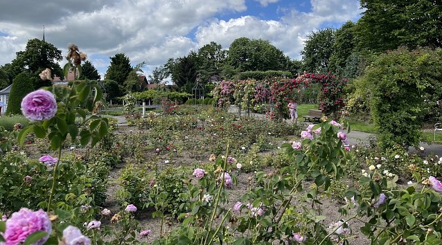 Bild: Rosengarten Bad Langensalza