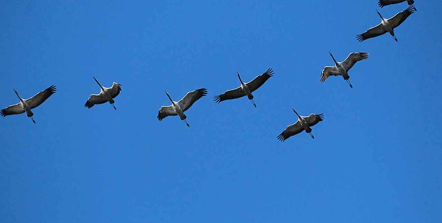 Bild: Kraniche rasten am Stausee Kelbra