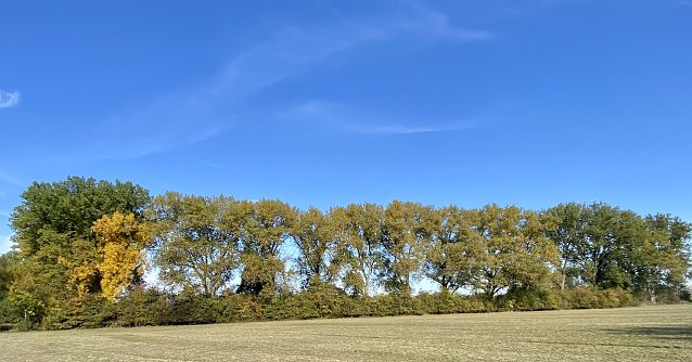 Bild: Einsetzende Herbstf&auml;rbung