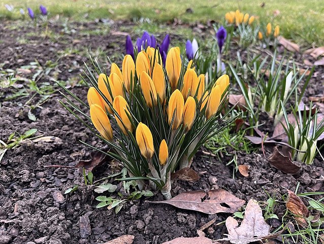 Bild: Der Fr&uuml;hling bricht sich unaufhaltsam Bahn
