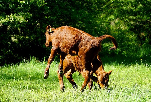Bild: K&auml;lbchen auf der Wiese