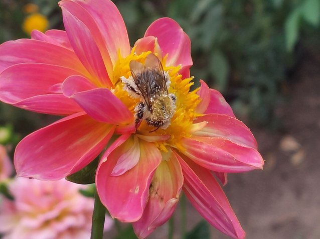 Bild: Flei&szlig;ige Hummel