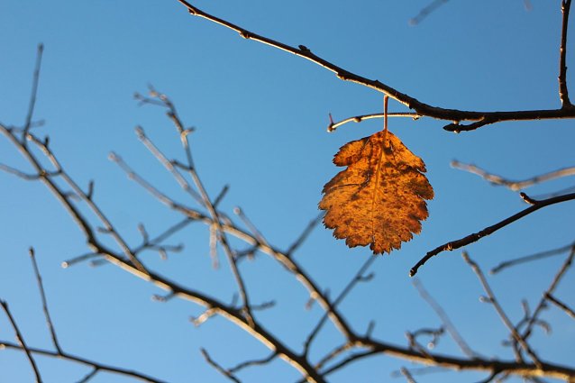 Bild: Ein einzelnes Blatt an einem Baum vor blauem Himmel