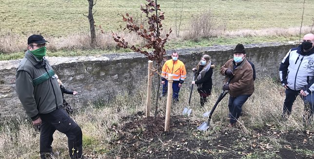Bild: Blutbuchen f&uuml;r Schlossgarten