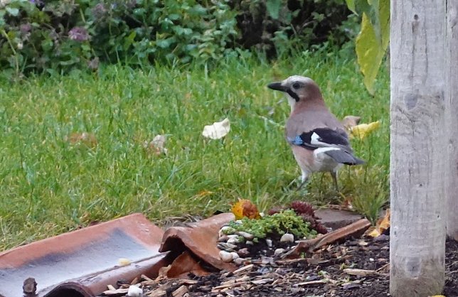 Bild: Eichelh&auml;her zu Besuch in einem Salzaer Garten