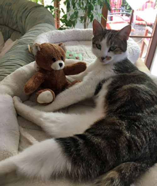 Bild: Vermisste Katze wieder zu Hause