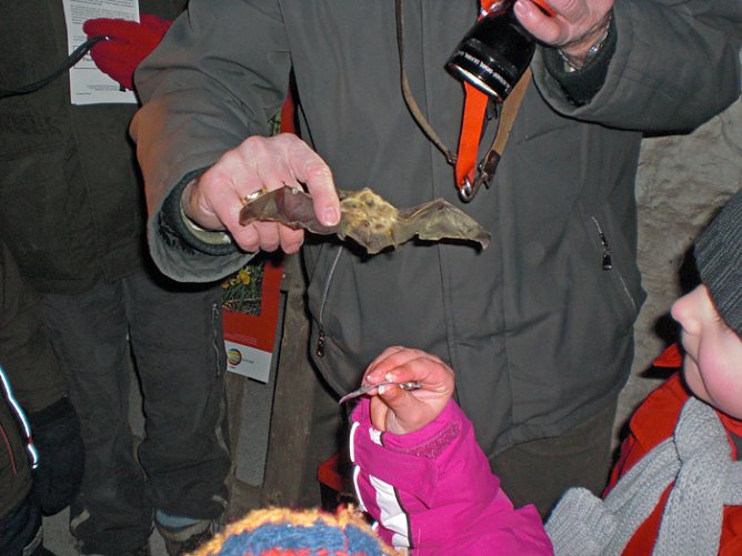 Auf der Suche nach den Flederm&auml;usen (Foto: Kindervilla Bad Frankenhausen)