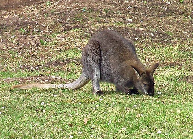Känguru (Foto: Karl-Heinz Herrmann) Känguru (Foto: Karl-Heinz Herrmann)