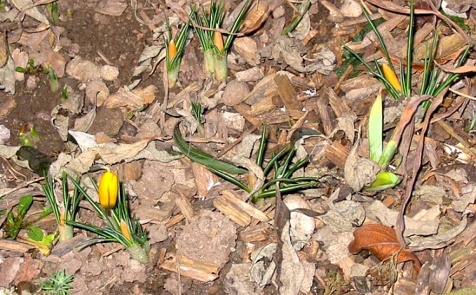 Fr&uuml;hlingsbl&uuml;her (Foto: kn)