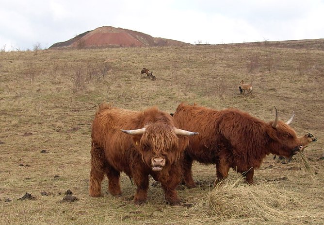Schottisches Wildrind (Foto: Karl-Heinz Herrmann)