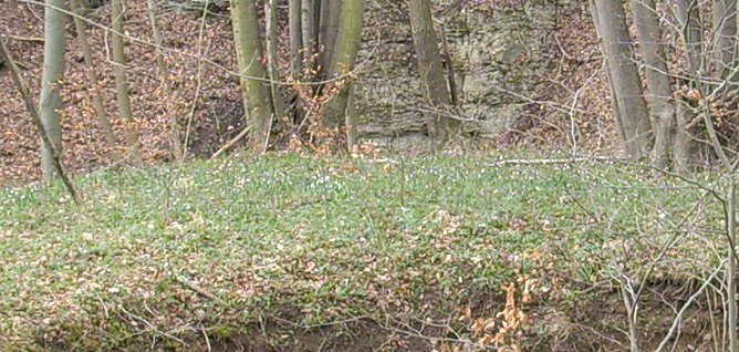 Märzenbecher-Wiese (Foto: Karl-Heinz Herrmann) Märzenbecher-Wiese (Foto: Karl-Heinz Herrmann)