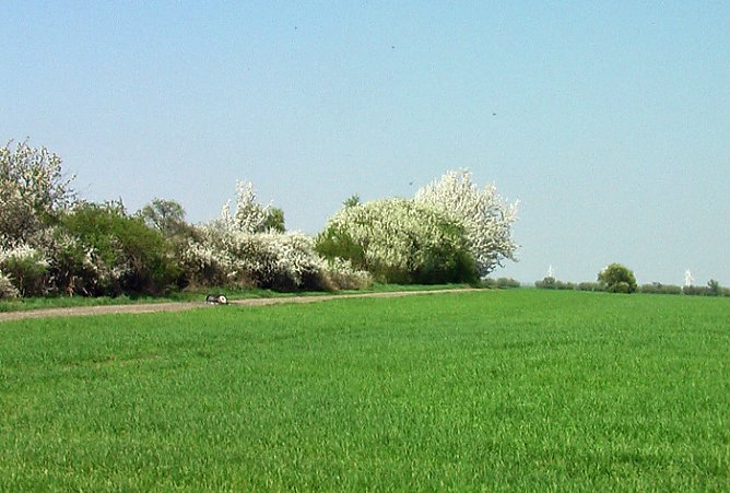 Feuerteufel unterwegs (Foto: Karl-Heinz Herrmann) Feuerteufel unterwegs (Foto: Karl-Heinz Herrmann)