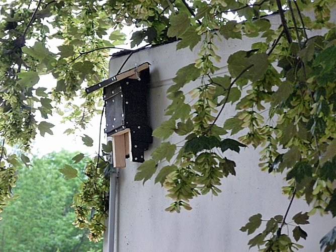 Fledermausfreundliche Kindervilla (Foto: Karl-Heinz Herrmann) Fledermausfreundliche Kindervilla (Foto: Karl-Heinz Herrmann)