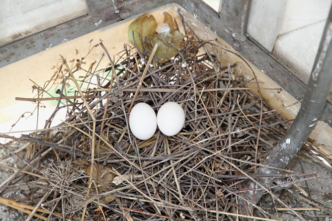 Eierfund im Hasenholz (Foto: Günter Herting) Eierfund im Hasenholz (Foto: Günter Herting)