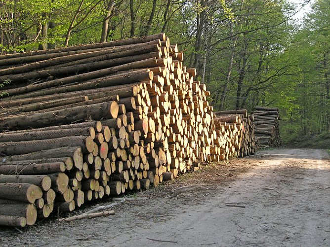 Energietr&auml;ger Holz (Foto: Lars Appelt)