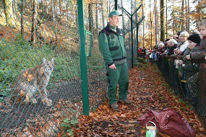 Raubtier-F&uuml;tterung (Foto: Nationalpark)