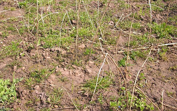 Nichtumgebrabenes gartenland (Foto: Siegmar Henkel) Nichtumgebrabenes gartenland (Foto: Siegmar Henkel)