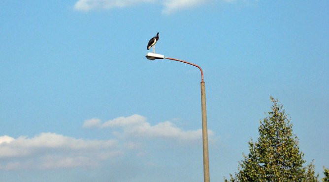 Kopflos in Sondershausen (Foto: Karla Kreyer)